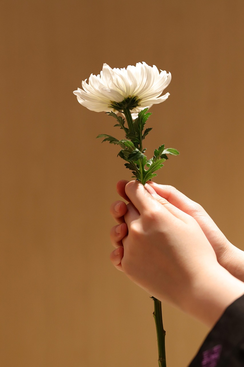 chrysanthemum, white chrysanthemum, wreath, memorial, incense, funeral, mourning, chrysanthemum, chrysanthemum, funeral, funeral, funeral, funeral, funeral